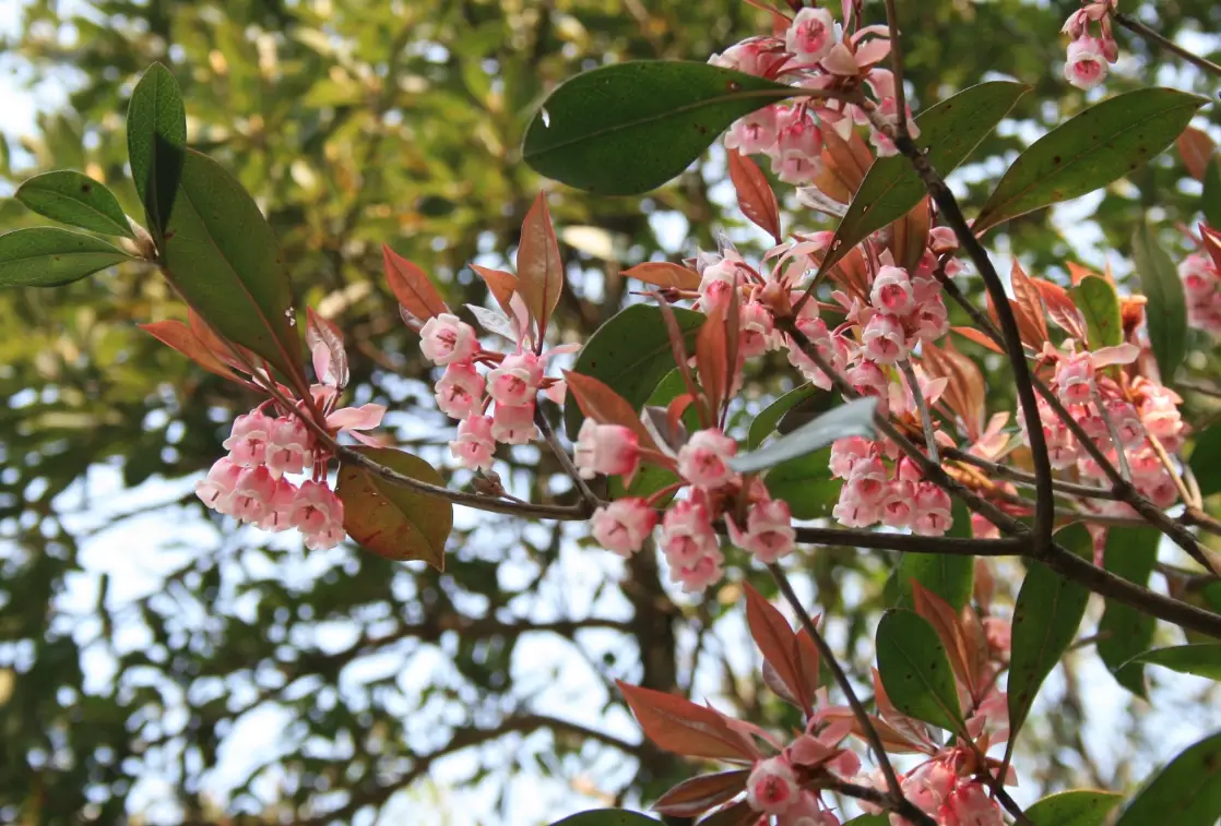吊鐘花種子發芽