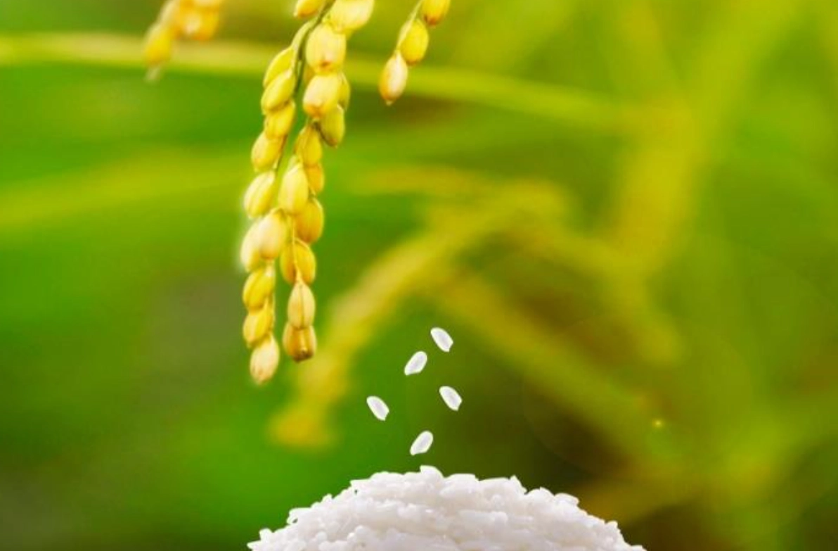 稻米 植物學 定義