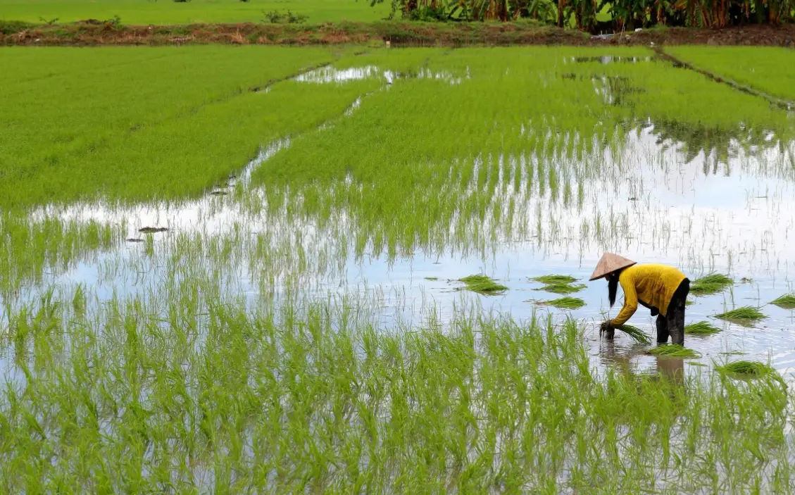 水稻種植流程