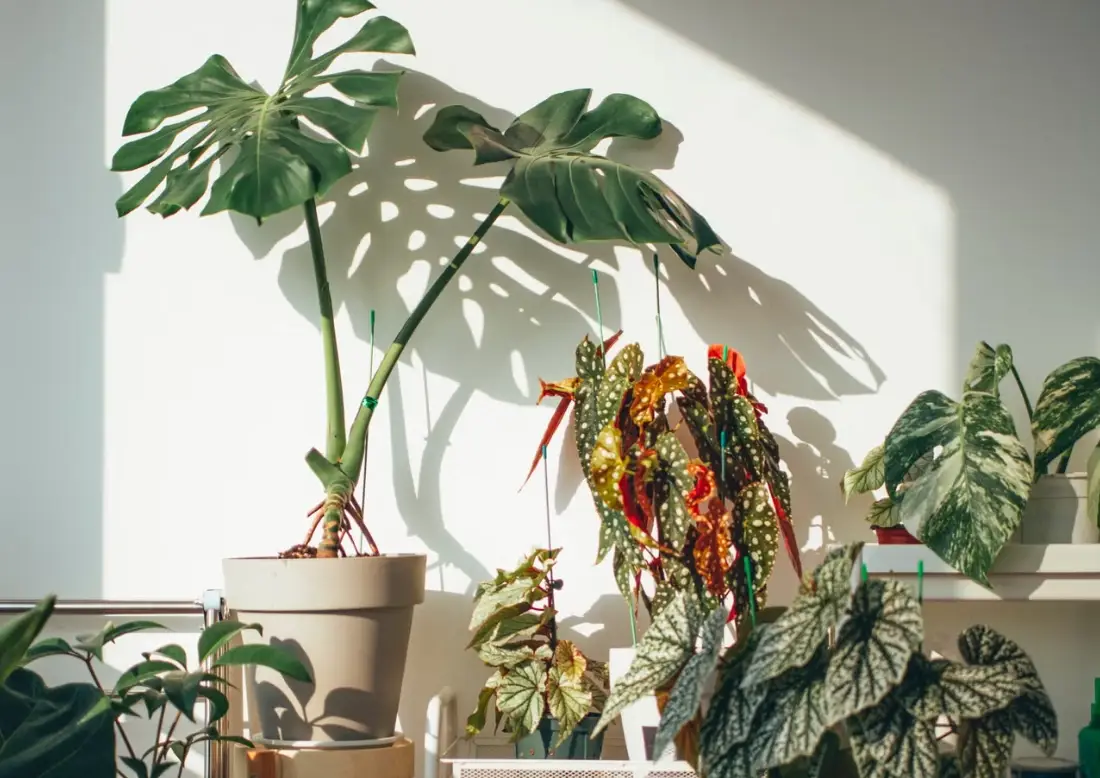 適合養在室內的植物