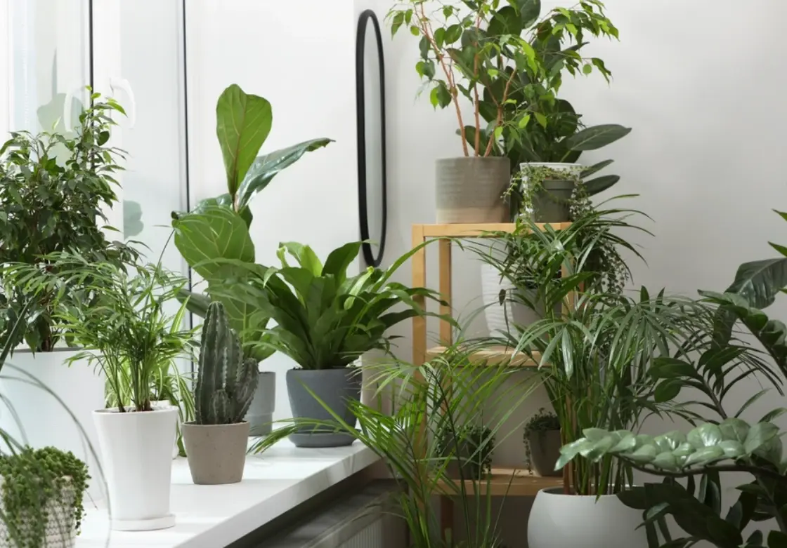 適合室內的植物