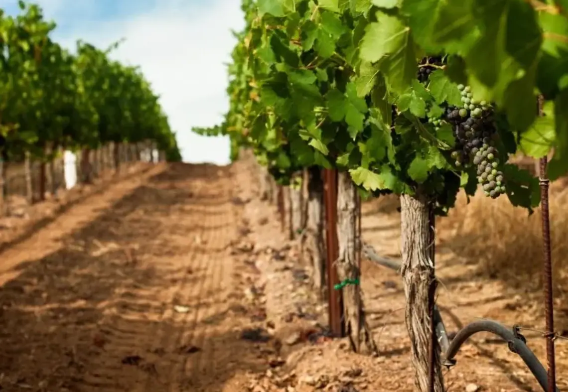 葡萄種植土壤條件