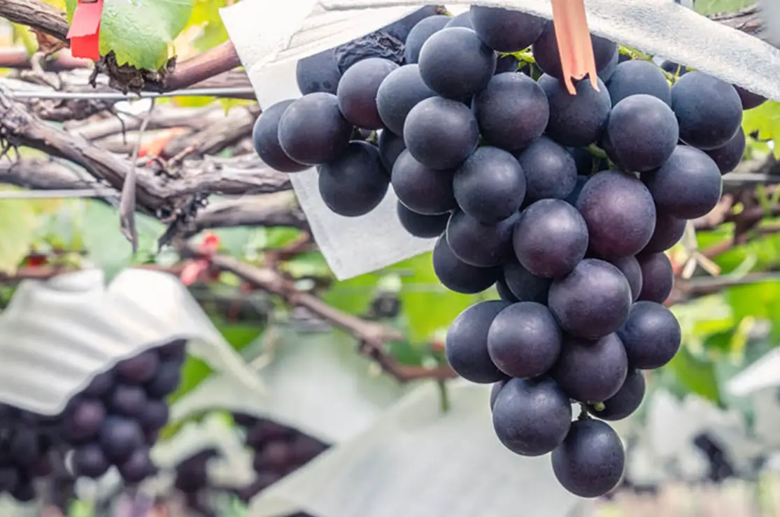 葡萄 栽培 技術