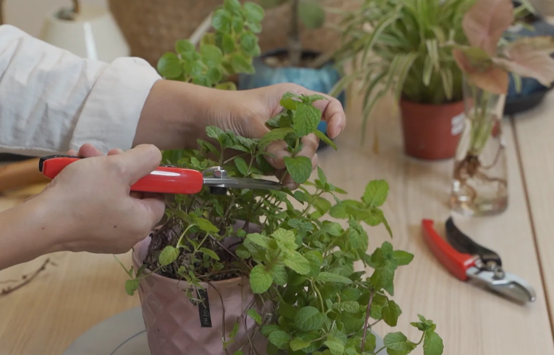 強剪植物有哪些 強剪植物有哪些