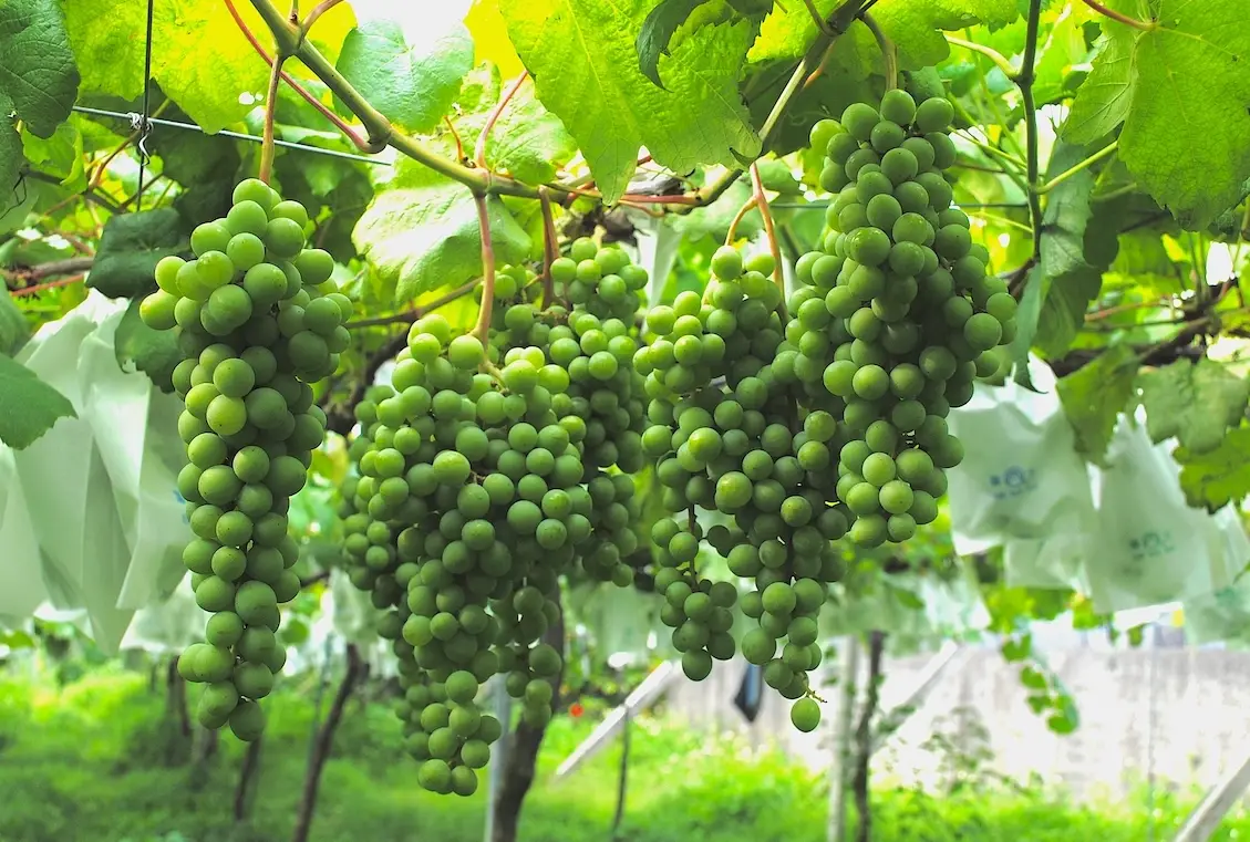 巨峰葡萄種植