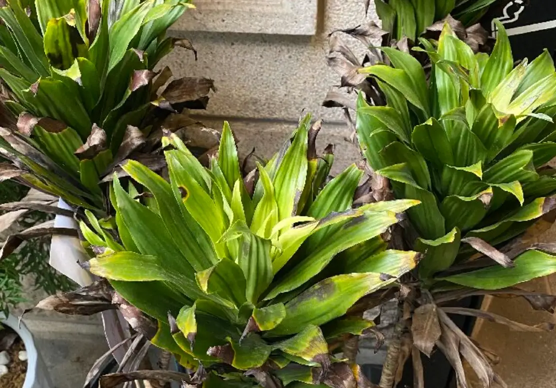 植物葉子枯黃原因