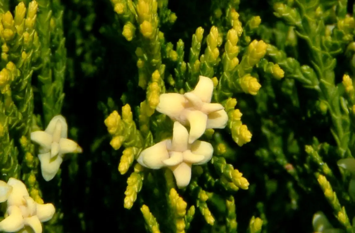 台灣扁柏花期 台灣扁柏花期