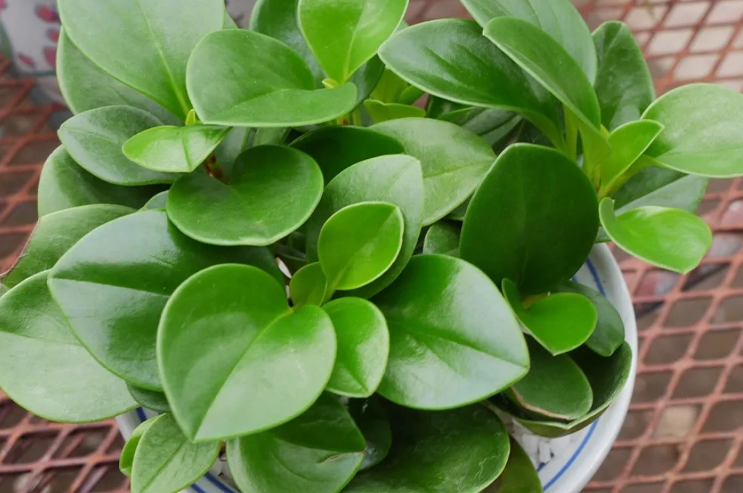 圓葉椒草照顧方法