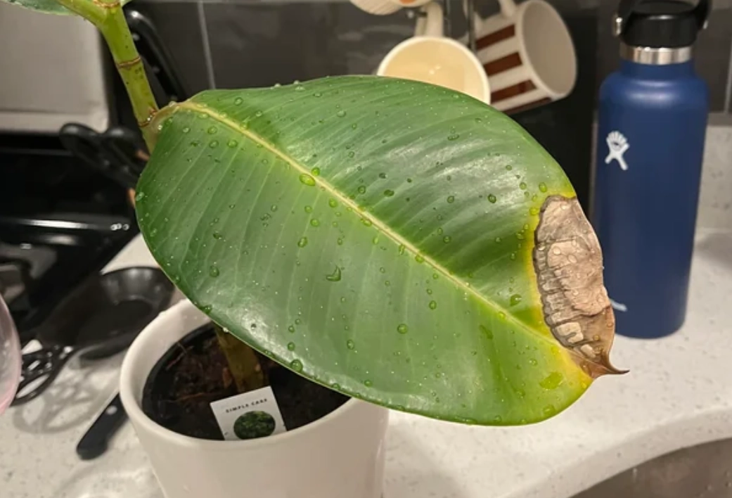 植物葉子枯黃原因