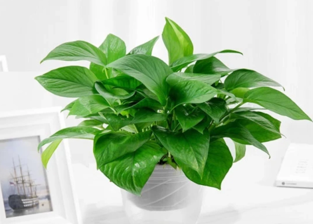 好養的綠植