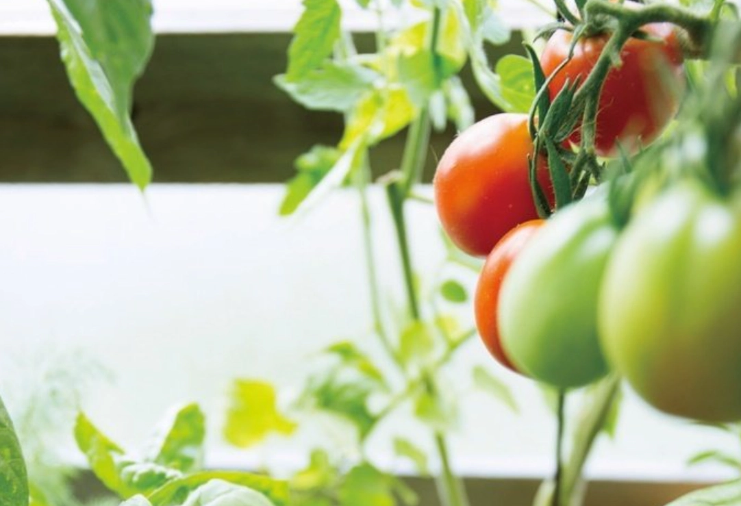 陽台種番茄