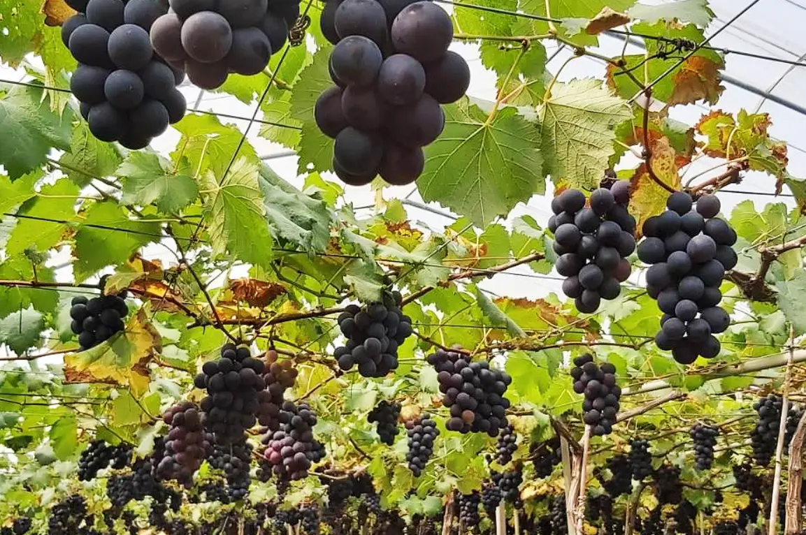 葡萄園土壤改良