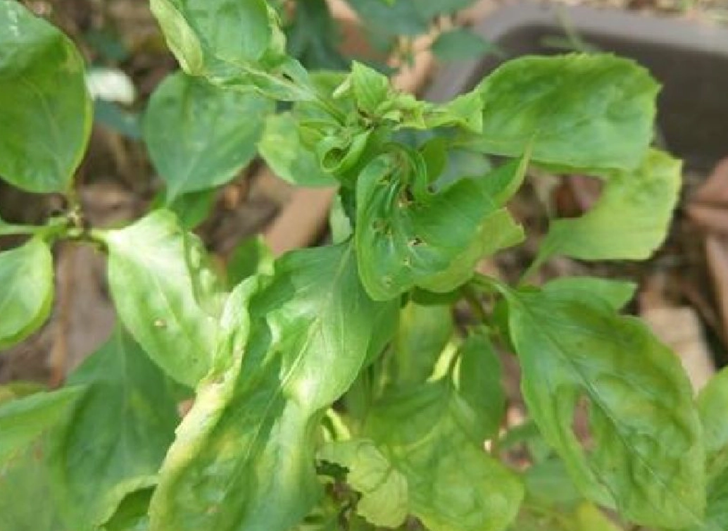 九層塔葉子皺皺的