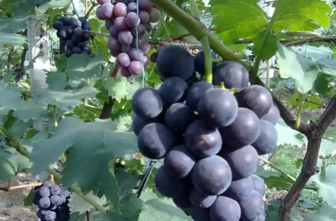 巨峰葡萄種植