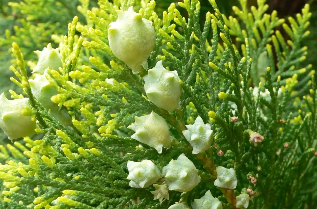 扁柏賞花地點 扁柏賞花地點
