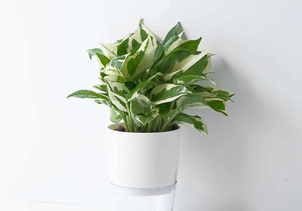 白金葛 葉子 變黃