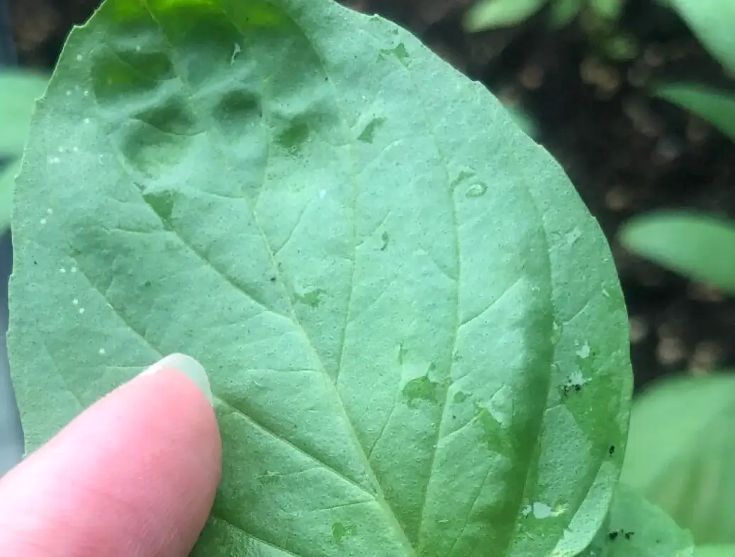 九層塔葉子皺皺怎麼辦