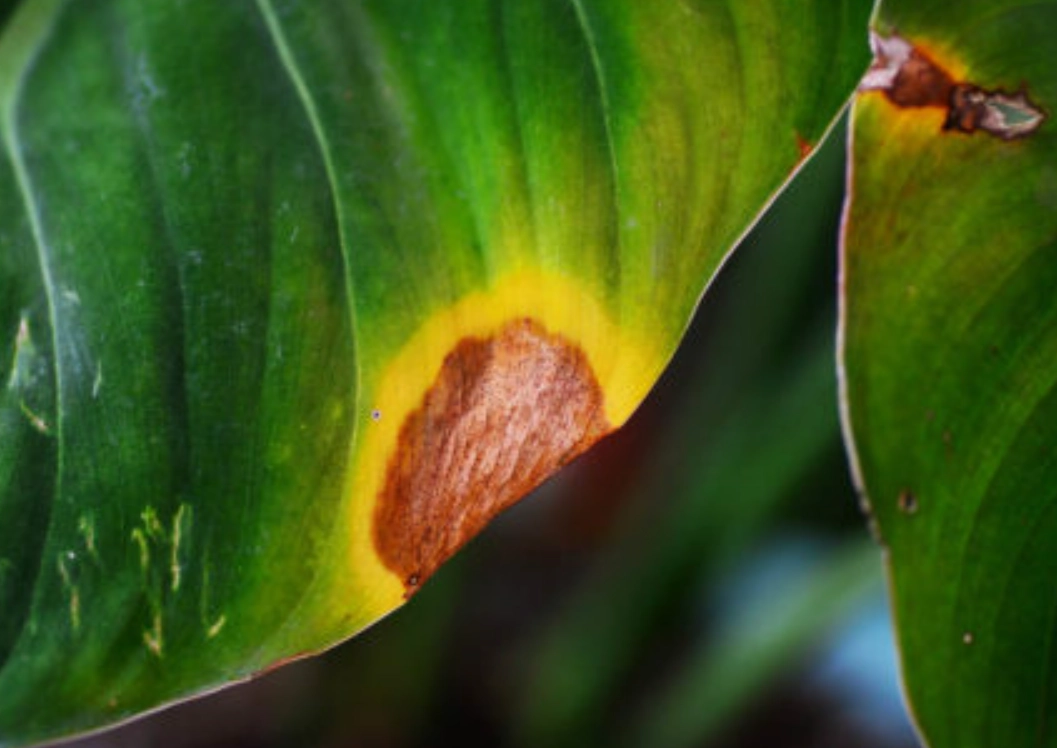 植物黃葉病全解析：從原因到解決，拯救你的室內綠植