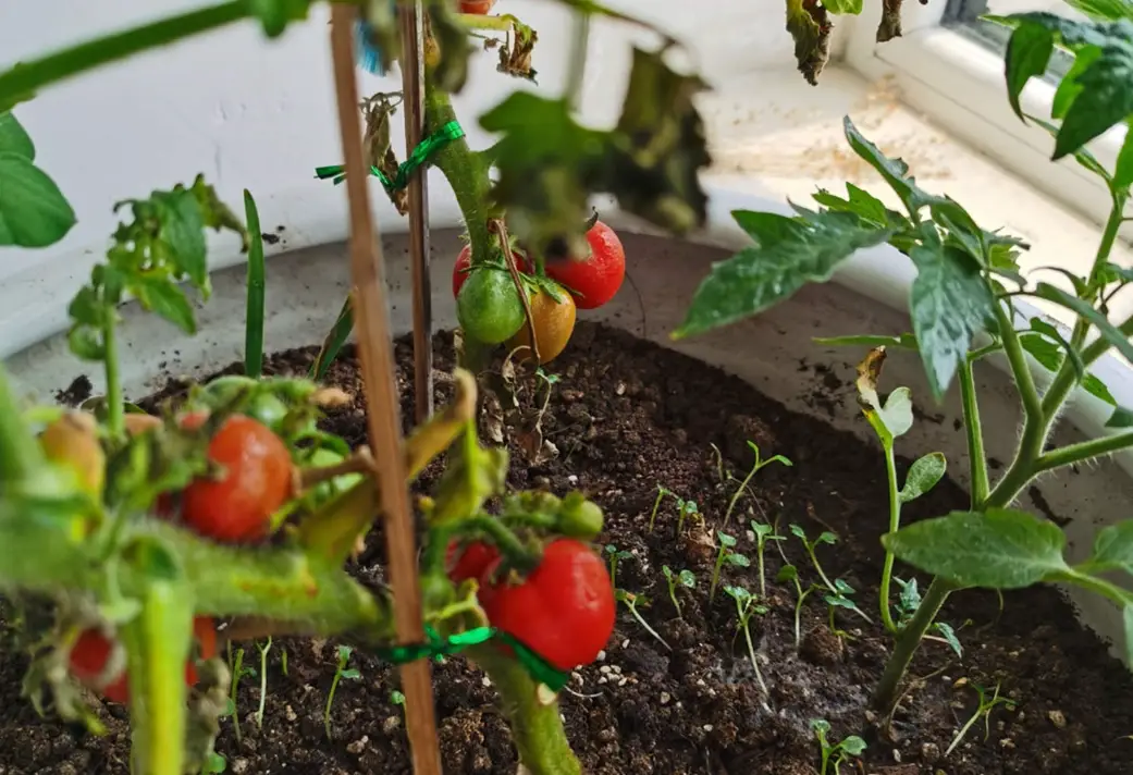 陽台種番茄