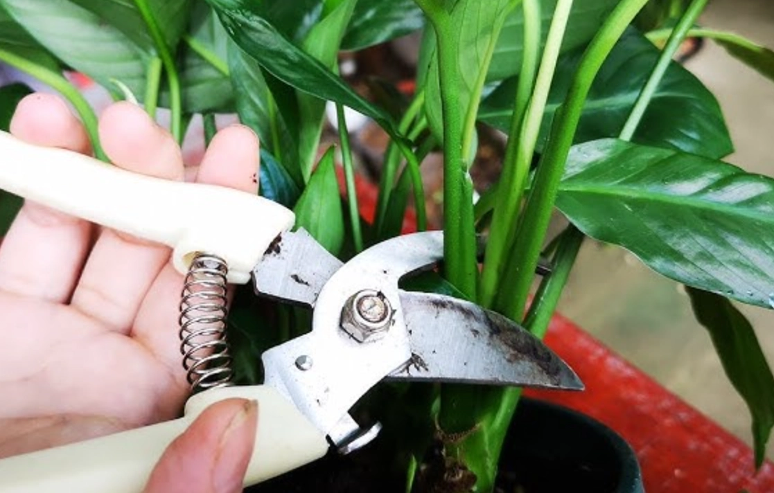 強剪植物注意事項 強剪植物注意事項