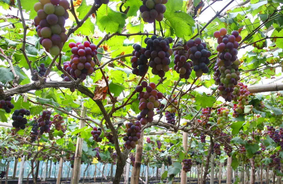 葡萄園土壤改良