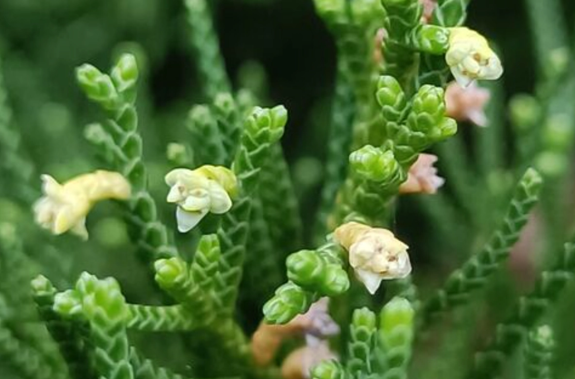 扁柏賞花地點 扁柏賞花地點