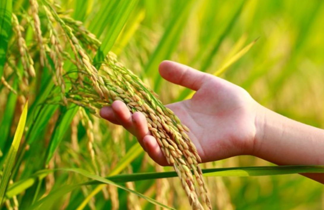 稻米 種子 果實