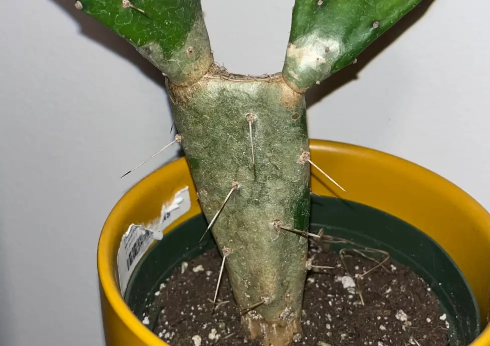 仙人掌 發白 原因