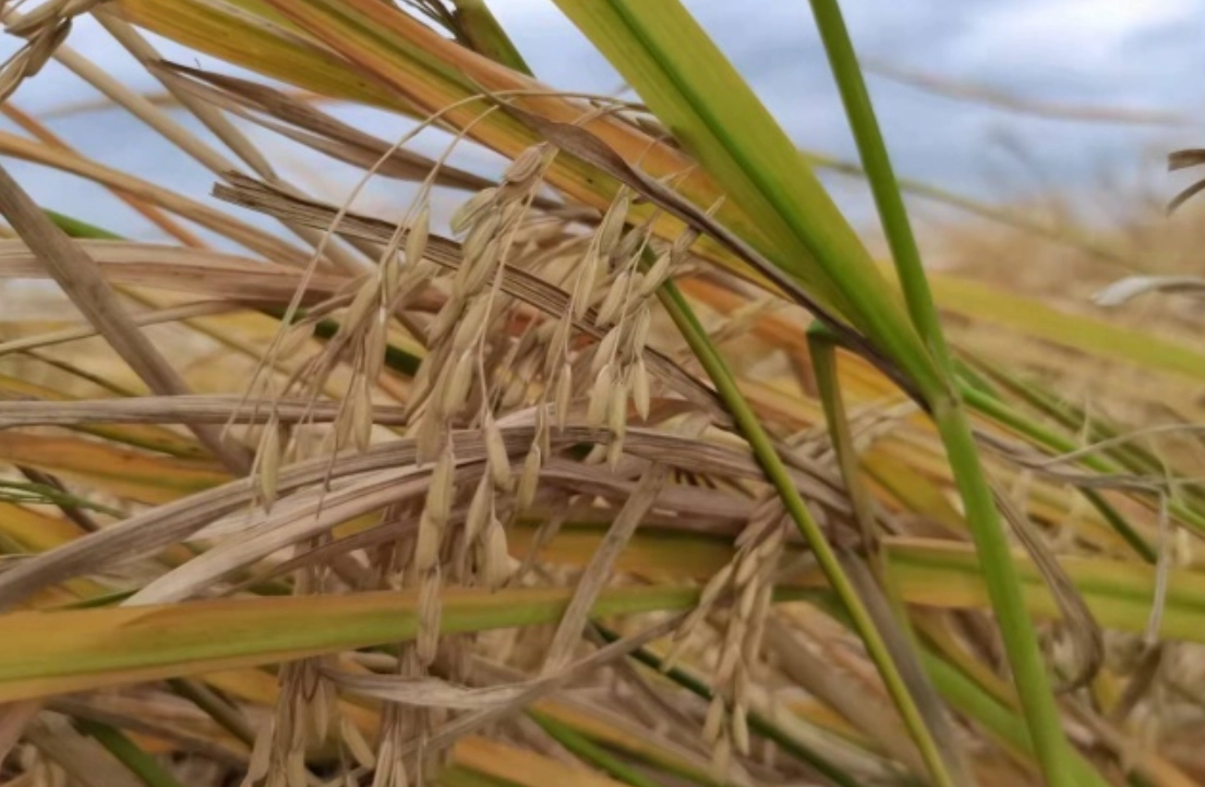 水稻成熟期判斷 水稻成熟期判斷