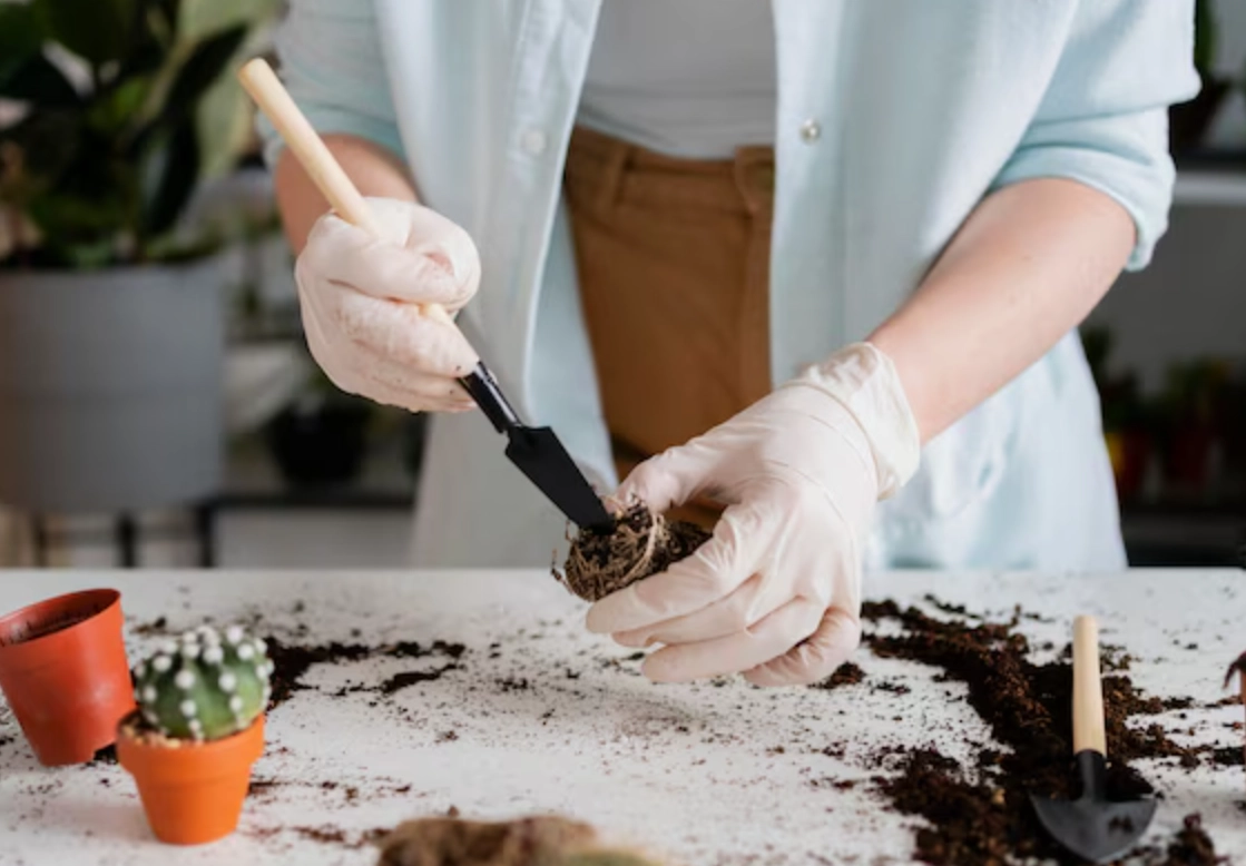 新手種植指南 新手種植指南
