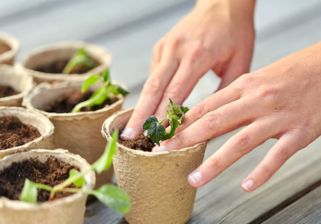 植物種植教學 植物種植教學