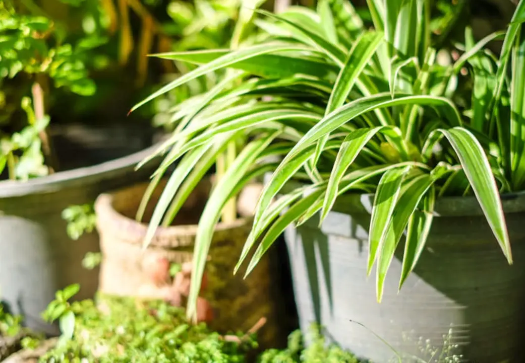 綠植養護教學步驟完整指南：從規劃到實踐的專家心法