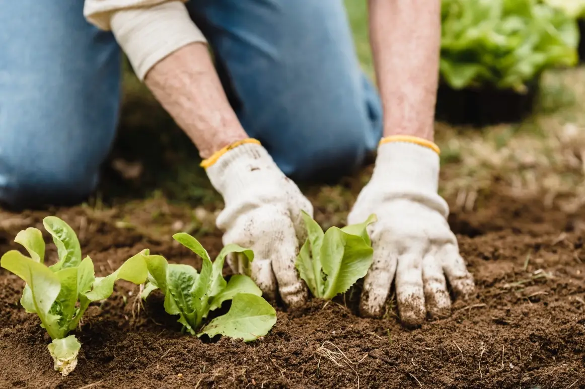 新手種植指南 新手種植指南