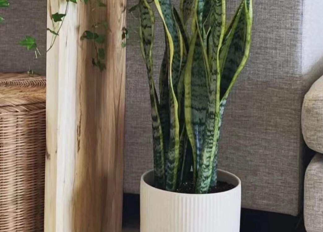 虎尾蘭 房間 佈置