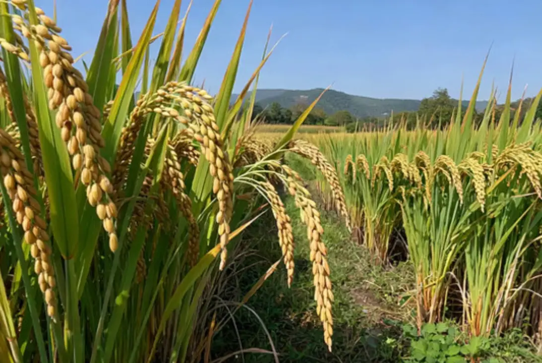 水稻成熟期管理 水稻成熟期管理