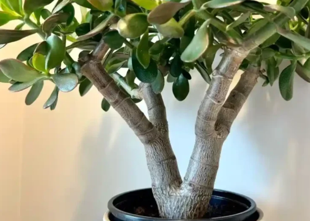 玉樹 澆水 玉樹 澆水