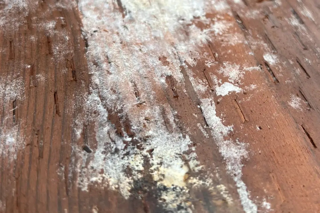 木頭家具發霉處理