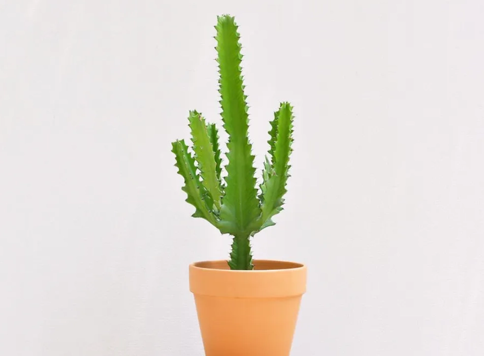 龍骨仙人掌擺放