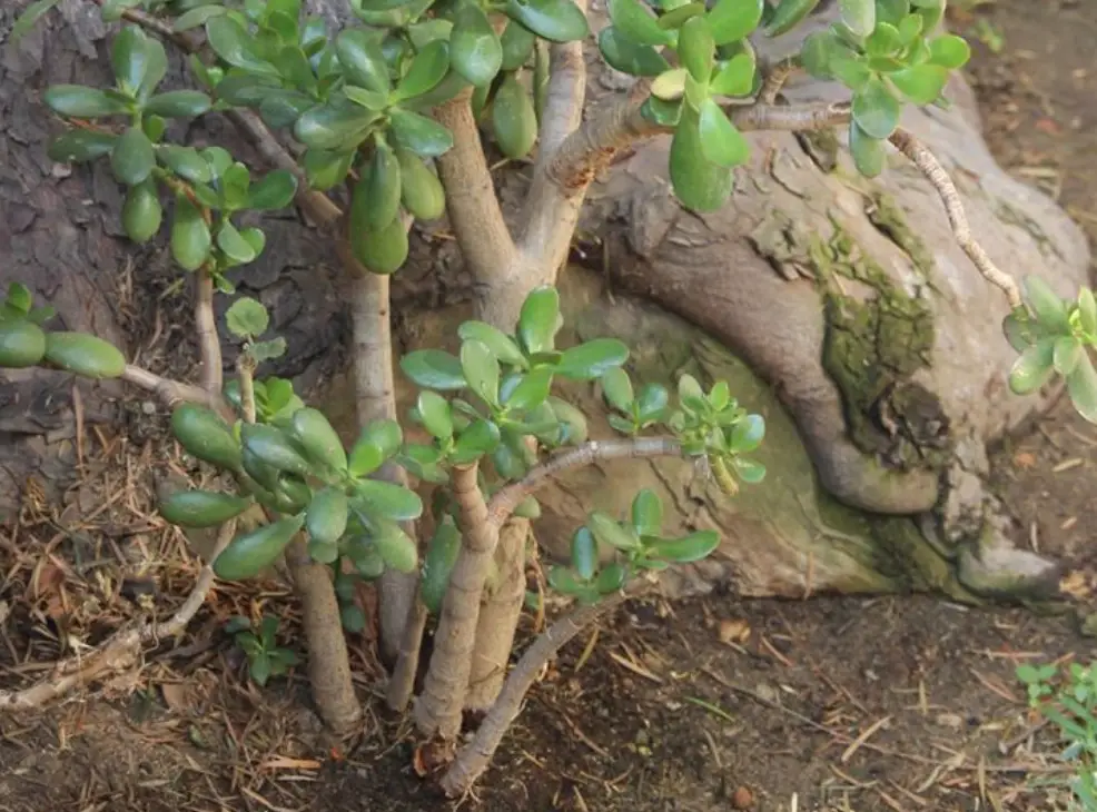 多肉植物 繁殖 多肉植物 繁殖