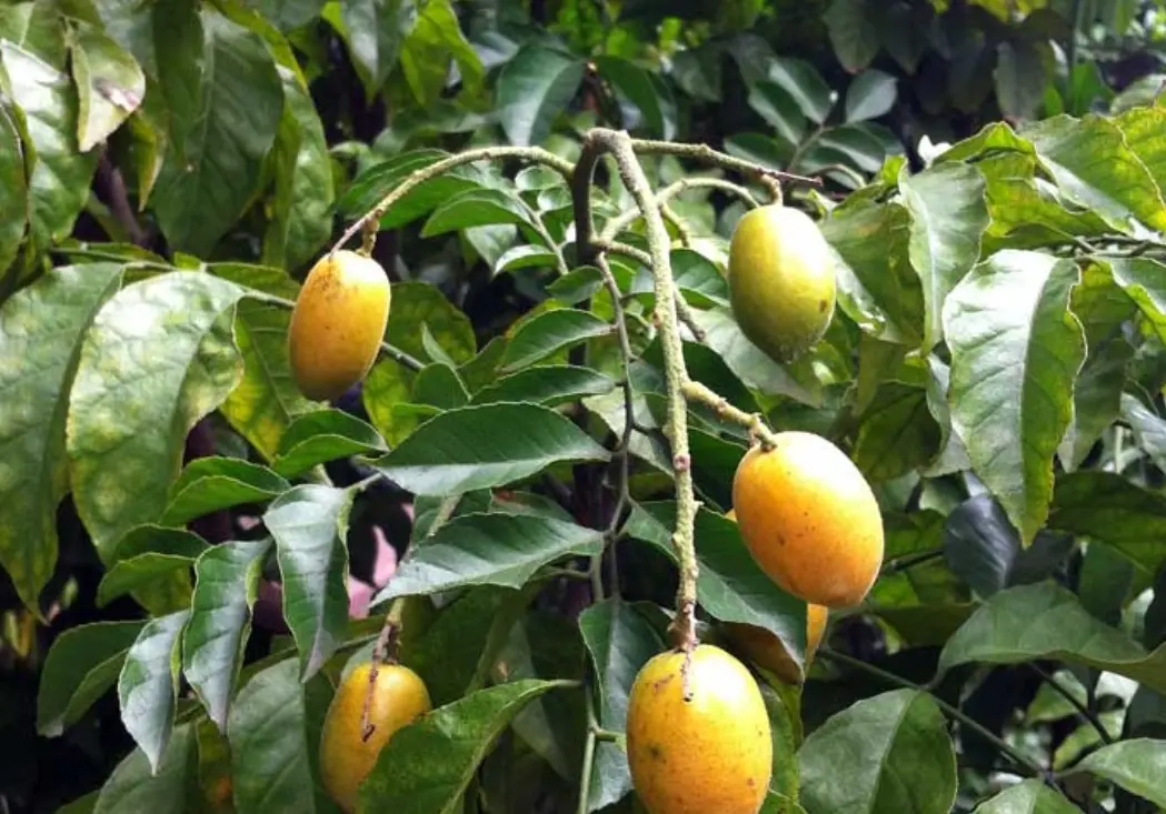 黃皮果禁忌 黃皮果禁忌