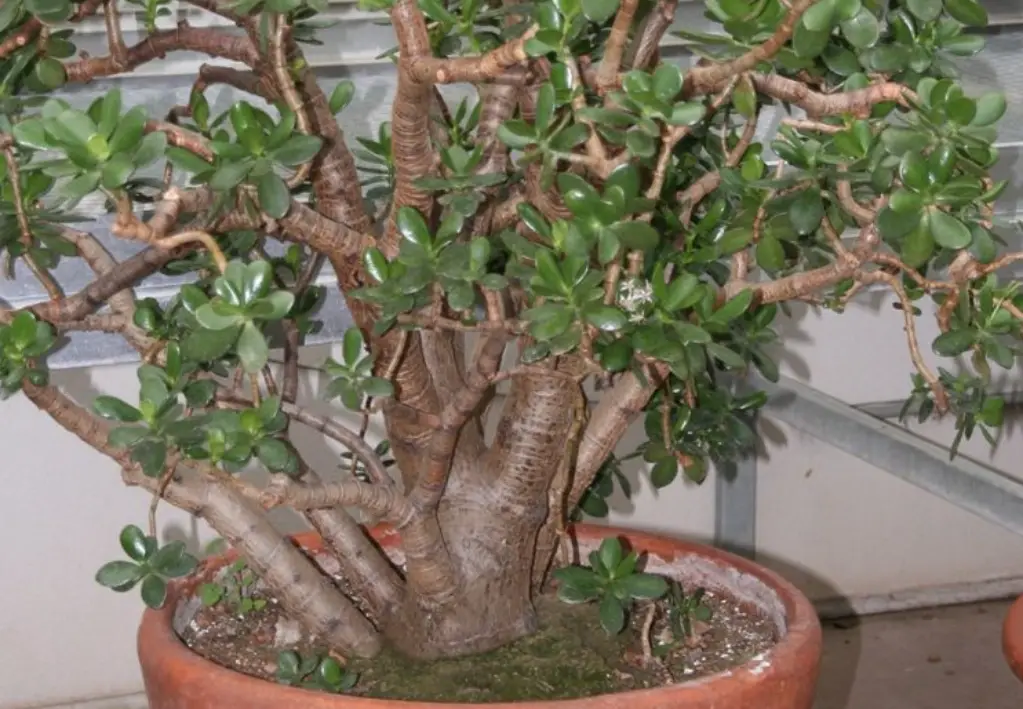 玉樹 澆水 玉樹 澆水