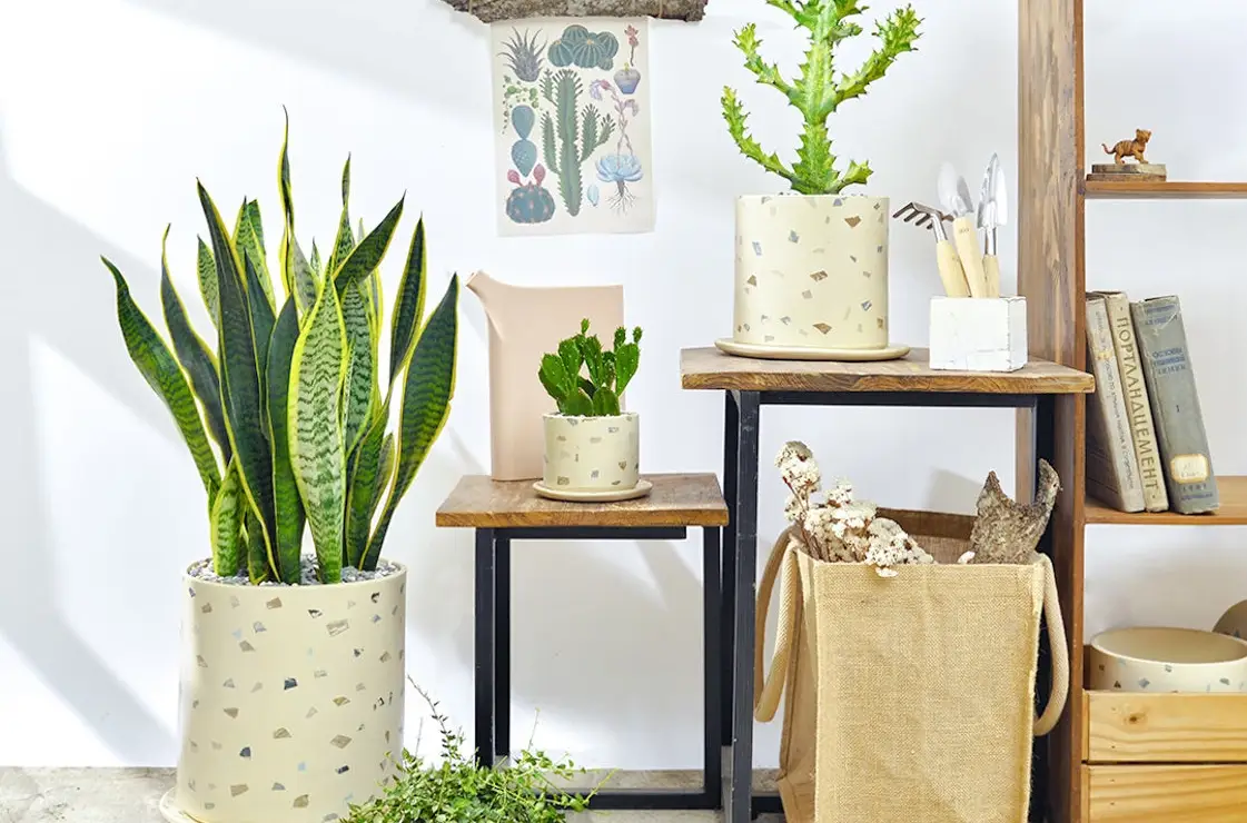 虎尾蘭 淨化 空氣