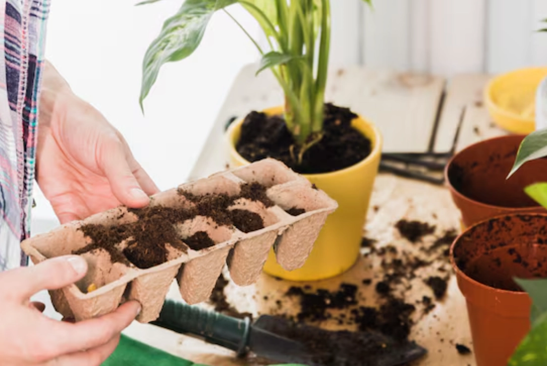 新手種植指南 新手種植指南