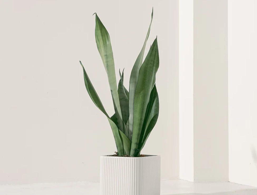 虎尾蘭 淨化 空氣