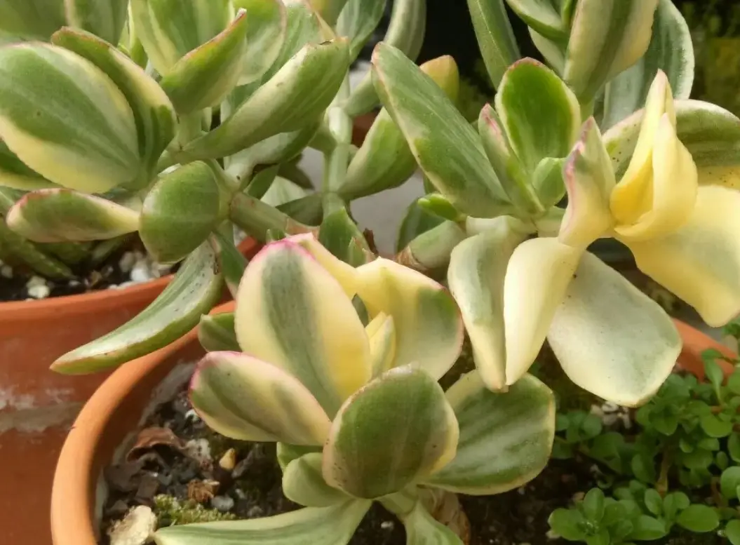 多肉植物 繁殖 多肉植物 繁殖