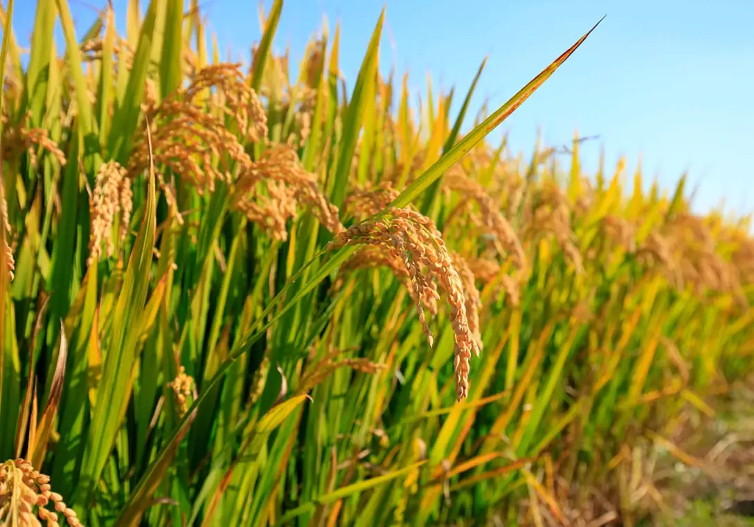 水稻成熟期管理 水稻成熟期管理