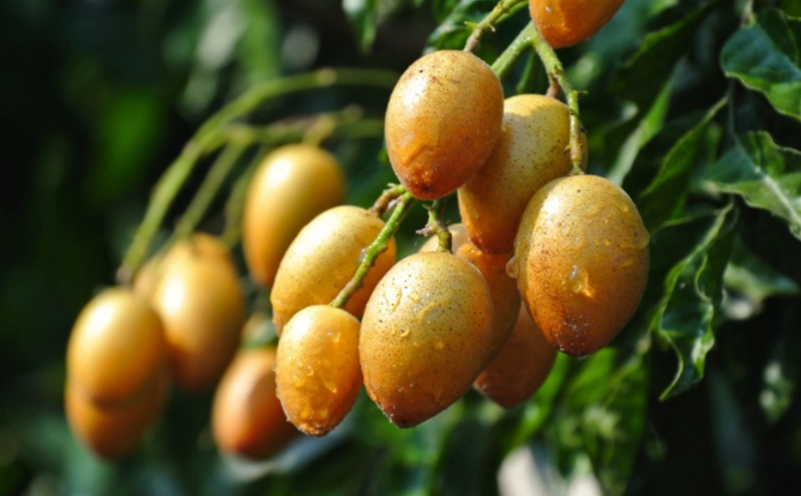 黃皮果怎麼吃 黃皮果怎麼吃