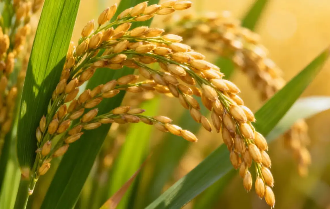 水稻收割時機 水稻收割時機