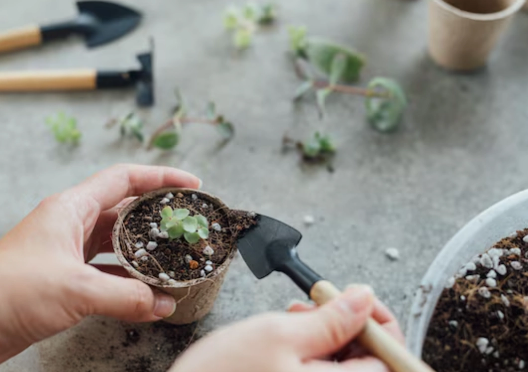植物種植教學 植物種植教學