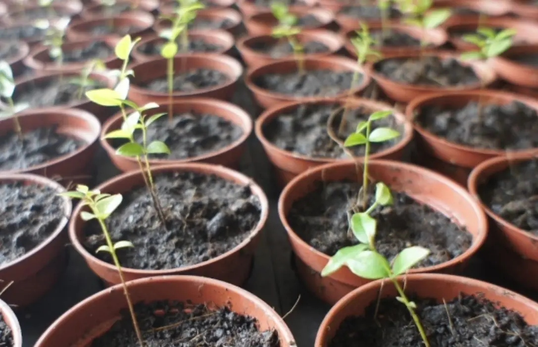 葡萄育苗方法